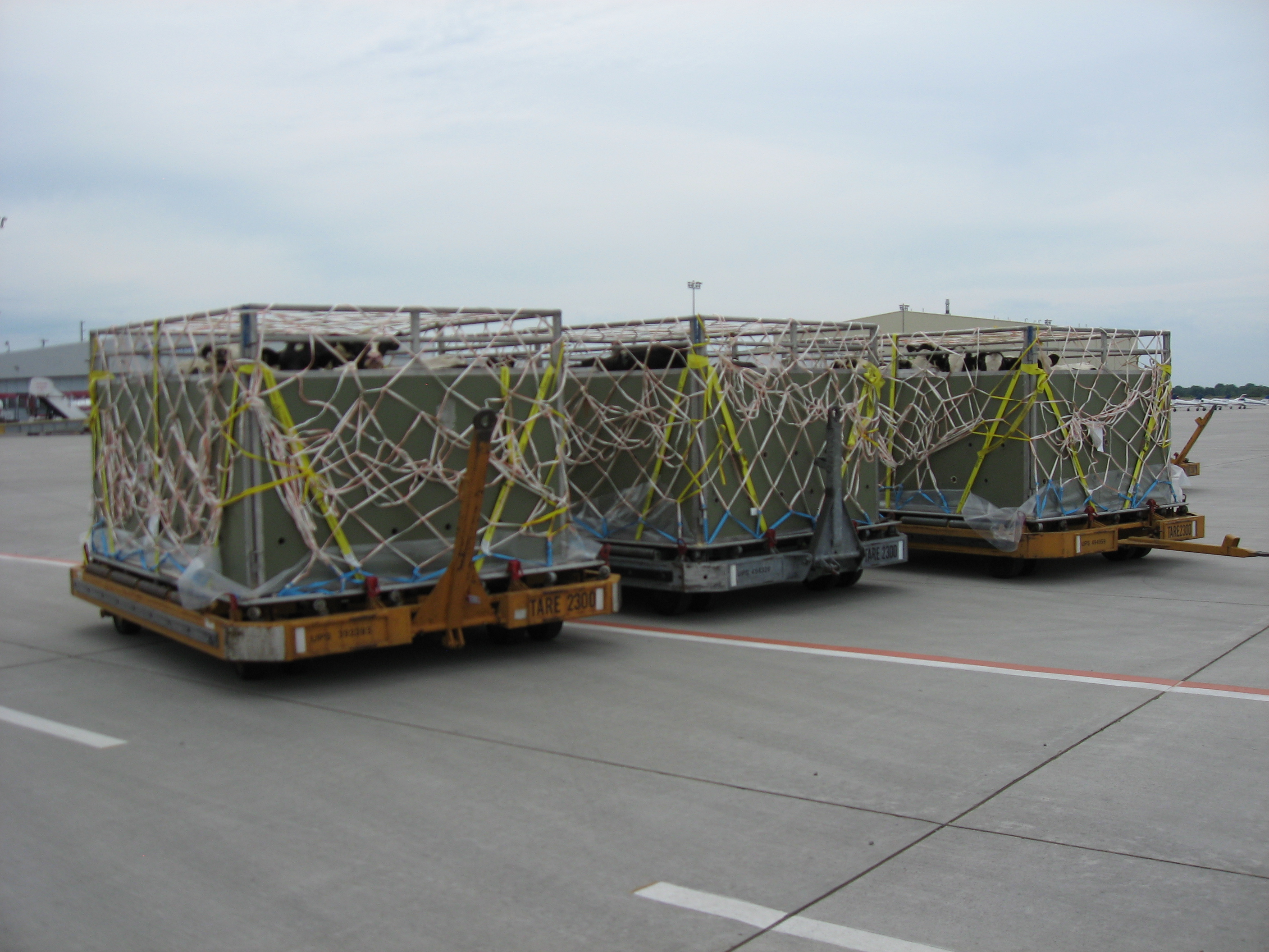 Holstein Heifers loaded for shipment to Kazakhstan 2007